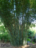 Bamboo textilis
