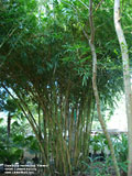 'Kimmei' Variegated Buddha Belly Bamboo