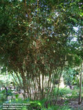 Bambusa ventricosa 'kimmei'