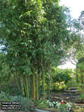 Bamboo oldhamii