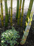 Bamboo oldhamii
