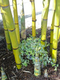 Bamboo oldhamii