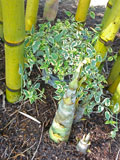 Bamboo oldhamii