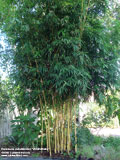 Lemon Lime Bamboo