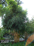 Lemon Lime Bamboo