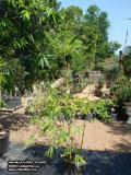 Bambusa textilis 'Gracilis'