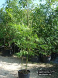 Bambusa textilis 'Gracilis'