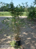 Golden Goddess Bamboo