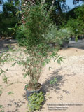 Golden Goddess Bamboo