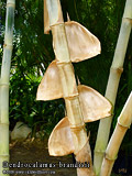 Dendrocalamus brandisii culm sheaths about to drop