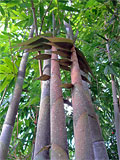 Dendrocalamus minor 'Amoenus'