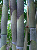 Dendrocalamus minor Amoenus new culm details