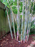 Dendrocalamus minor 'Amoenus' Angel Mist