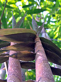 Dendrocalamus minor Amoenus new culm tips