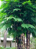 Gigantochloa atroviolacea
