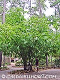 Gigantochloa atroviolacea clump