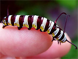 Danaus gilippus larvae - dark form