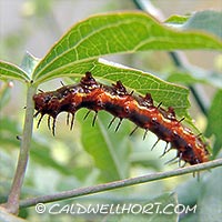 Gulf-Fritillary-Agraulis-vanillae