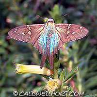 Urbanus-proteus-Long-Tailed-Skipper