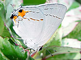 (Strymon melinus) Grey Hairstreak