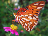Agraulis vanillae - Gulf Fritillary