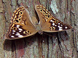 Hackberry Emperor (Asterocampa celtis)