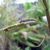 Monarch Butterfly Larvae