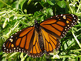 Danaus plexippus - Monarch