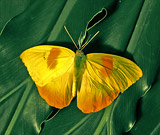 Orange Barred Sulphur Butterfly