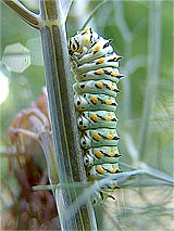 Black Swallowtail Larvae - Papilio polyxenes