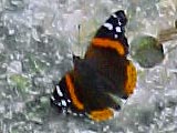 Red Admiral - Vanessa atalanta