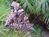 Red Admiral - Vanessa atlanta underside
