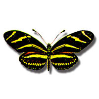 Zebra Longwing Butterfly