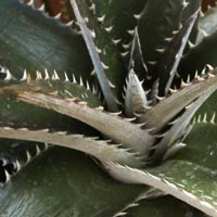 Dyckia brevifolia