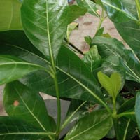 Gardenia volkensii subsp. spatulifolia