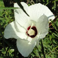Hibiscus dasycalyx