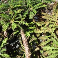 Euphorbia decaryi