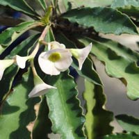 Euphorbia decaryi decaryi