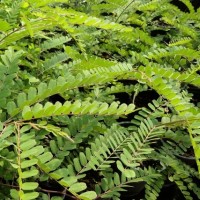 red cassia