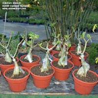 Adenium obesum