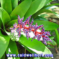 Aechmea 'Del Mar' Bromeliad