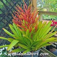 Aechmea in Bloom