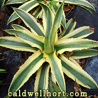 Cornelius Agave