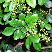 Aglaia odorata