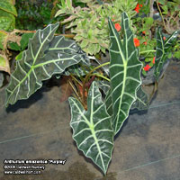 Alocasia amazonica 'Purpley'