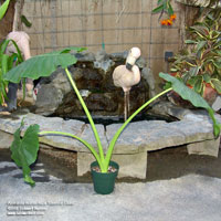 Alocasia macrorrhizos 'Borneo Giant'