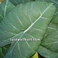 Alocasia x Maharani