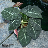 Alocasia reginula 'Black-Velvet'