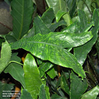 Alocasia reticulata