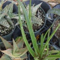 Aloe 'Retro Gang'